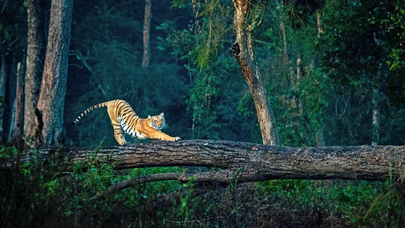 Romantic Jim Corbett National Park Honeymoon Package